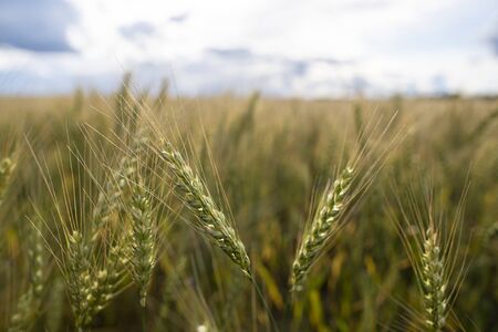 Spikelets of wheat Triticum, on a blurred background of field and cloudy sky, in the countryside. Farming. Rich harvest.の写真素材
