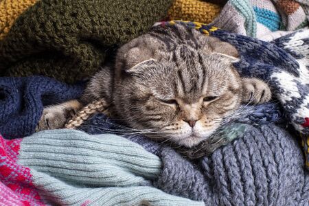 Very sad cat Scottish Fold is wrapped up and hiding in a pile of multi-colored woolen scarves, she does not like the approach of autumn and cold winter..の写真素材