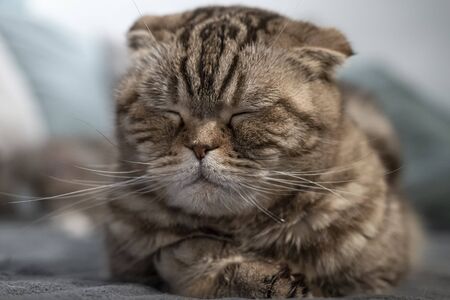 Cute cat Scottish Fold is resting, she closed her eyes and is dozing, lying on a soft plaid.の写真素材
