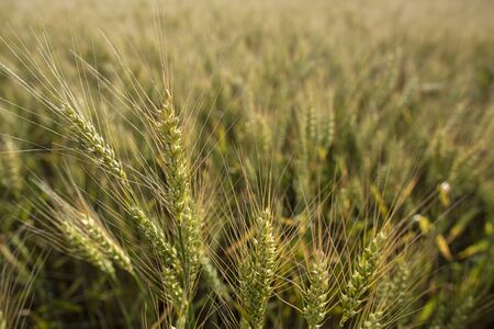 Spikelets of wheat Triticum, on a blurred background of the field, in the countryside. Farming. Rich harvest.の写真素材