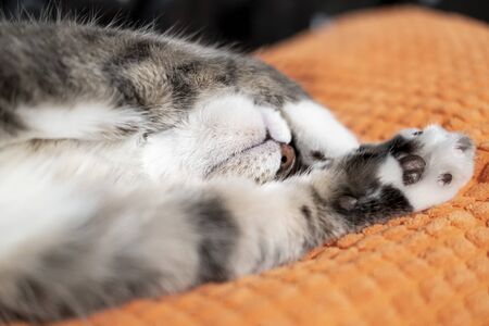 Cute cat sleeps amusingly on its back, covering its eyes with a paw, on a soft bright pillow.の写真素材