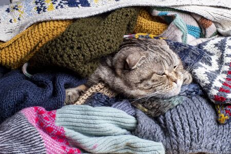 Cute cat Scottish Fold hid from the cold in a pile of woolen scarves and calmly dozing.の写真素材