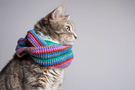 Profile of a cat wrapped in a knitted, warm scarf in blue, with copy space.の写真素材