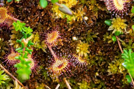 Beautiful round-leaved sundew Drosera rotundifolia is a carnivorous plant on a marsh on a summer day. Macro. Top view.の写真素材