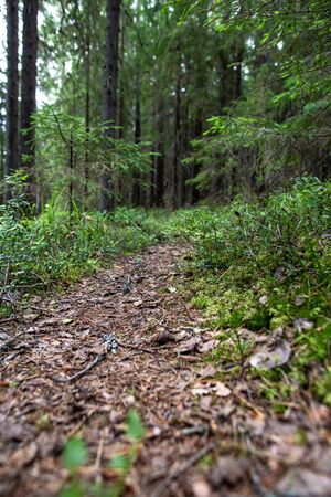 Winding trail for tourists goes through the forest on a summer day. Bottom view.の写真素材