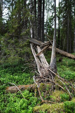 Broken and fallen, old, rotten tree, in the forest, on a summer day.の写真素材