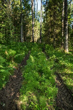 Deep traces of car tires in the forest, among the trees, on a summer sunny day. Damage to the grass due to transport. Barbaric attitude to the environment. Concept of harm to nature.の写真素材