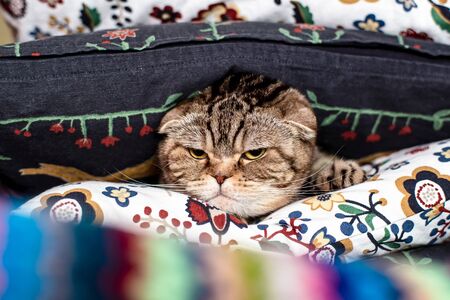 Displeased, angry cat Scottish Fold with a harsh look, hid in soft pillows. Close-up.の写真素材