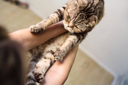Owner plays with a beautiful, calm cat Scottish Fold, he holds the animal in arms and raises high, against the background of the ceiling and walls.の写真素材