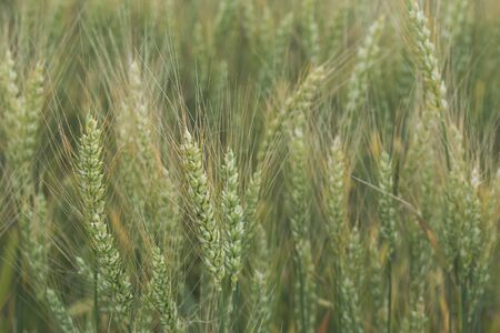 Spikelets of wheat Triticum, on a blurred background of the field, in the countryside. Filtered photo. Farming. Rich harvest.の写真素材