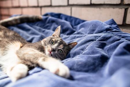 Petite, adorable cat lies relaxed and dozes on a soft velvet pillow, against a brick wall, on a warm summer day. Life pets.の写真素材