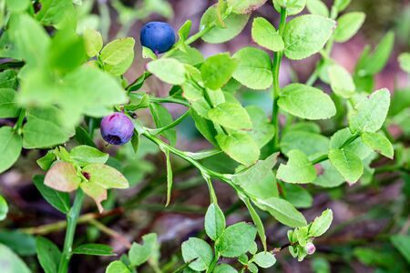 Berries of ripe, juicy blueberries Vaccinium myrtillus on a green bush in the forest.の写真素材