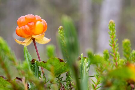 Ripe, appetizing northern berry cloudberry Rubus chamaemorus, in a forest swamp, on a summer day. Macro.の写真素材