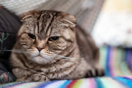 Dissatisfied cat Scottish Fold calmly resting on a multi-colored, knitted plaid and looks thoughtfully.の写真素材