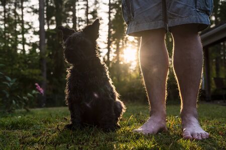 Cute shaggy schnauzer obediently sits next to his master's feet, in the courtyard of the house, at sunset, on a summer evening. Walking and pet care.の写真素材