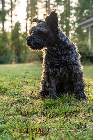 Cute shaggy schnauzer sits in the yard of the house and looks with interest to the side, against a blurry background of greenery, at sunset..の写真素材