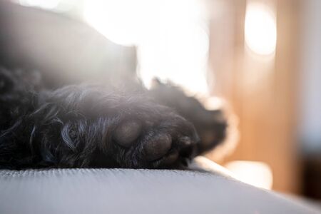 Soft shaggy paws of a black schnauzer, who is sleeping on a sofa, in the natural light from the window, on a blurred background..の写真素材