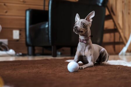 Cute Russian Toy Terrier, calmly resting on a rug after playing with a golf ball, looks with...