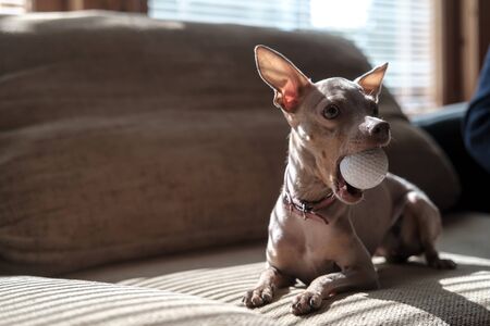 Funny, playful Russian Toy Terrier with a pink collar holds a golf ball in jaws, lying on a soft sofa, against the background of a window with shutters, in a cozy home environment.の写真素材