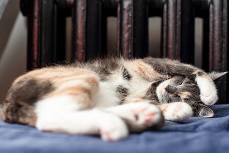 Small, cute cat sleeps in a funny pose on a sofa, near a warm radiator. Close-up.の写真素材