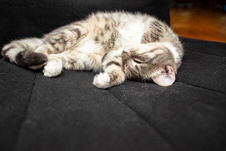 Cute cat sleeps in a funny pose on a black armchair.の写真素材