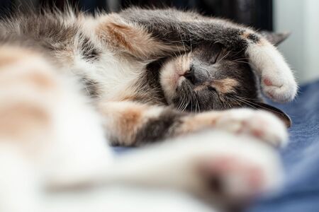 Cute, miniature cat sleeps amusingly with paws on head on a sofa, near a warm radiator. Close-up.の写真素材