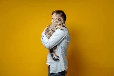 Man hugs his beloved cat, Scottish Fold, she is very upset and sad, a yellow background. Concept of love for pets.の写真素材