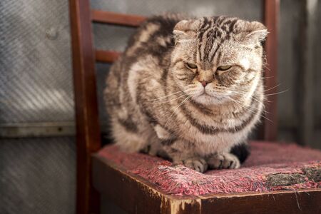 Cat, Scottish Fold, depressed, she sat on an old, scratched chair and looks sadly in the spring sunshine. Close-up.の写真素材