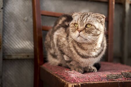 Sad, incredulous cat, Scottish Fold, basked in the spring sun, sitting on an old chair and looking with interest. Close-up..の写真素材