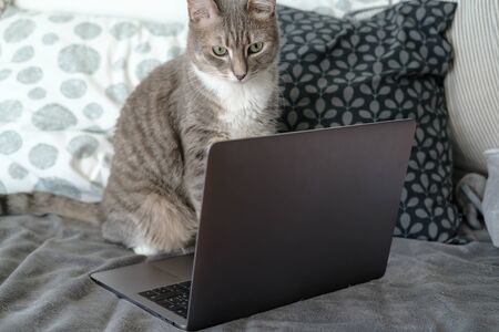 Cute, concentrated cat writes a message on a laptop, sitting on a sofa, at home.の写真素材