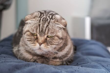 Cute cat, Scottish Fold, is depressed, she is sitting on a soft ottoman with a pensive, sad look, on a blurred background.の写真素材