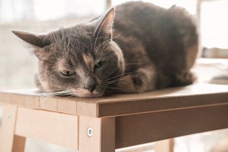 Miniature, cute cat lies on a wooden stool, she is depressed and with a sad, thoughtful look in the natural light from the windowの写真素材