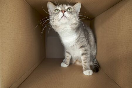 Cute, cautious cat sits in a large cardboard box and looks with curiosity and interest.の写真素材