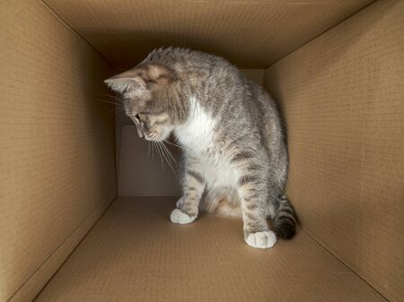 Funny, curious cat sits in a large cardboard box and looks at something with interest.の写真素材