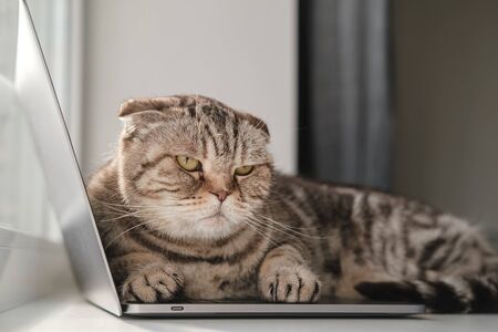 Sad cat, bored and lacking in attention, lay down on the ultrabook keyboard and did not allow the owner to continue working.の写真素材