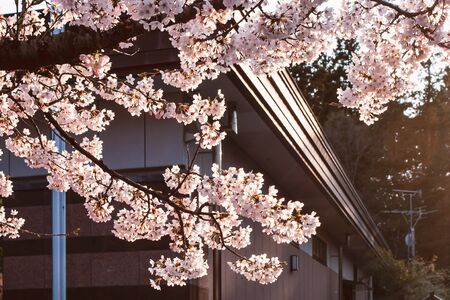 Beautiful flowers are cherry blossom or blooming sakura at sunset, in spring, against the background...