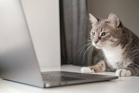 Serious, concentrated cat works remotely on a laptop while sitting at home. Lifestyle.の写真素材
