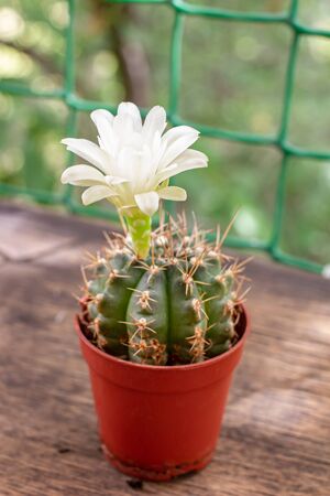 Small cactus bloomed with a beautiful white flower. Houseplant in a pot.の写真素材