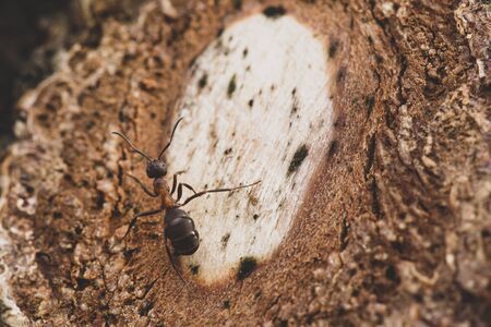 Red forest ant, Formica rufa, sits on a tree at sunset. Macro.の写真素材