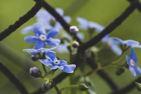 Beautiful, blue, fragrant Myosotis flowers, on a blurred background of greenery and an old rusty...