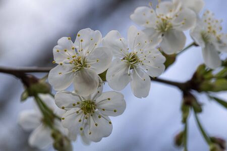 Beautiful white flowers of a plum tree, Prunus domestica, against a blue sky, in the evening. Macro.の写真素材