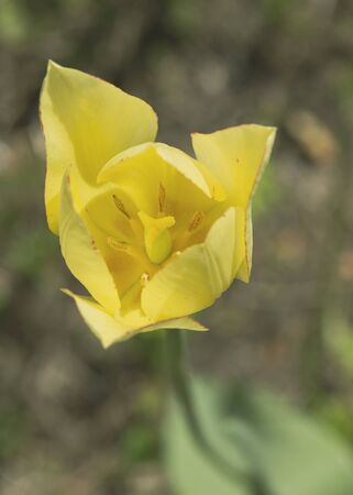 Yellow tulip in the garden, on a sunny spring day, on a blurred background. Macro. Top view. Vertical photo.の写真素材