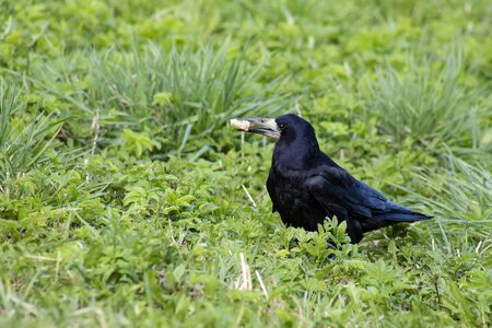 Beautiful rook bird with a slice of bread in its beak.の写真素材