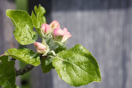 Buds of flowers of an apple tree with young green leaves, in the rays of the bright, spring sun. Copy space.の写真素材
