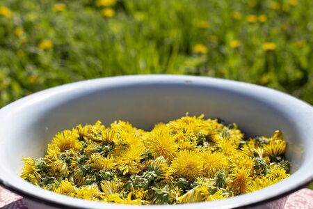 Fresh buds of a blossoming dandelion in a bowl, on a background of a meadow. Raw materials of flowers Taraxacum for making jam.の写真素材