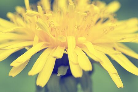 Beautiful, yellow dandelion flower. Taraxacum blooming. Filtered photo. Macro. Close-up.の写真素材