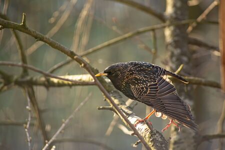 Funny, beautiful common starling sits on a branch and stretches its wings and legs, early in the morning in the spring sun. Close-up..の写真素材