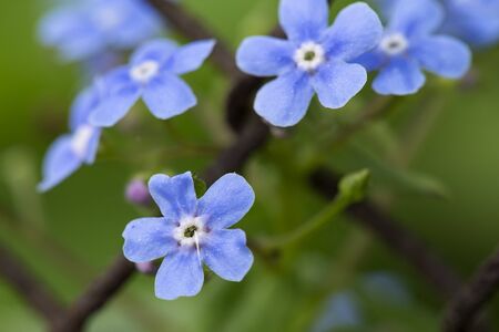 Beautiful, blue, fragrant Myosotis flowers, on a blurred background of greenery and an old rusty chain-link fence. Macro.の写真素材