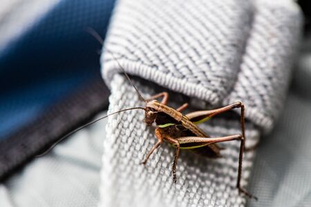 Grasshopper sits on a backpack strap on a summer day. Macro.の写真素材