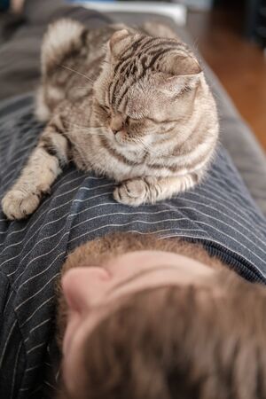 Cat, Scottish Fold, lies on the chest of its sleeping owner, on a blurred background.の写真素材